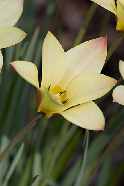 Jardin des Impressionnistes-014